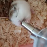 Daisy & Lilly - @_h_a_m_s_t_e_r.s - Instagram
