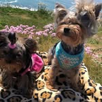 Daisy & Lilly - @daisy_lilly_the_yorkies - Instagram