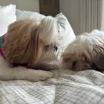 Daisy & Lilly 🐾 Shih Tzu - @daisyelilly_shihtzu - Instagram