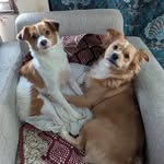 Daisy and Lilly - @daisylilly_theadorablespitz - Instagram