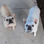 daisy&lilly - @frenchbulldog_sisters - Instagram