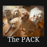 (The Pack) Winnie, Ragnar, Archie, Daisy, 🍯🐻, Lilly - @liza_and_her_dogs - Instagram