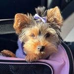 Daisy 🌼 - @daisy_limon_ - Instagram