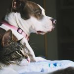 Link, Daisy & Calliope 🐾 - @daisylinkcallie - Instagram