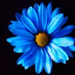Daisy.l8 - @daisyllamas8 - Instagram