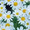Daisy 🌼 - @daisy.long5 - TikTok