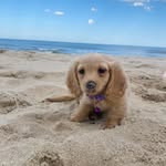 Daisy | Long-haired miniature dachshund - @daisy_minidox - Instagram