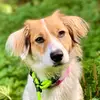 DaisyLongDawg - @daisylongdawg - TikTok