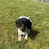 daisylongdog 🐾 - @daisylongdog - TikTok