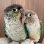 Los loros de Daisy - @daisy_la_lora - Instagram