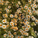 disha🌼 - @dais_ylord - Instagram