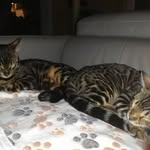 Lady Daisy Lord Davinci - @ladydaisy.lorddavinci.bengalen - Instagram