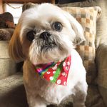 Daisy May Manning - @daisymaytheshihtzu - Instagram
