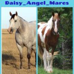🌼Daisy🌼 & 😇Angel😇 =Mares - @angel_daisy_mares - Instagram
