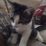 Daisy Morrow - @daisy_marks_cat - Instagram
