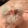 Daisy the pet❤️ - @daisy_marks2018 - TikTok