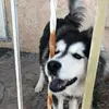 Matruska Bby - @matadaisy - TikTok