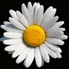 Daisy May 🐮 - @d4isy.m4y - TikTok