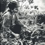 Daisy May ~ herbalism, nutrition and living on land - @rewildingmedicine - Instagram