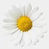 Daisy may - @1daisy.may - TikTok