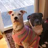 GabbyGirlandDaisyMay - @gabbygirlanddaisymay - TikTok