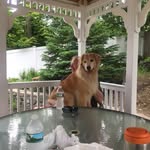 Daisy McCormack - @daisythegoldenretriever09 - Instagram