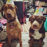 Daisy & McCoy - @daisyandmccoy - Instagram