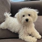 Daisy Mae McCoy “McStinks” - @daisy_mae_mccoy - Instagram
