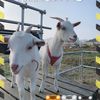 DaisyMccoy - @rpowlsrzvxb - TikTok
