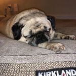 Daisy McDowell - @daisythelazypug - Instagram