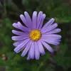 Daisy - @daisy.mcgrathj - TikTok