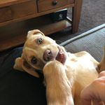 Daisy McGrath - @the_life_of_daisy_doo - Instagram