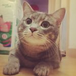 Minnie_Daisy_McGregor - @happy_beanies_life - Instagram