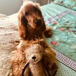 Miss Daisy Mae - @daisymaemchugh - Instagram