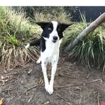 Daisy Dog - @daisymittensmcintyre - Instagram