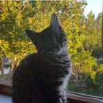 Daisy Flossie Rosebud McIntyre - @daisys_purrfect_day - Instagram
