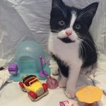 Daisy Mckenna - @daisyandsimba0 - Instagram