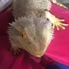 daisymckenna - @its..daisy..and..pets124 - TikTok