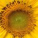 Daisy Mcnulty - Facebook