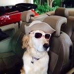 Daisy and Sugar - @meade.daisy - Instagram