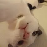 Daisy - @daisy.cowjessica2.meader - Instagram