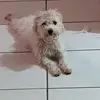 Daisy - @daisymena612 - TikTok