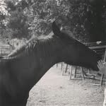 Daisy Mercer Hembury - @horsegirlclover - Instagram