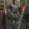 Daisy - @daisymessent - TikTok
