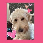 Daisy Meyer - @the_daily_daisy_doodle - Instagram