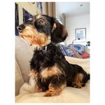 Daisy Meyer - @daisy_dachshund_meyer - Instagram