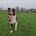 Daisy Meyer - @daisy_the_border_collie_ - Instagram