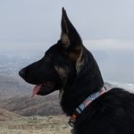 Daisy Meyer - @lazy_dazy_dog - Instagram