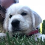 Daisy Rey Meyer - @daisyenglishgolden - Instagram