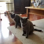 Cats Neko, Milan & Daisy - @nekomilandaisy - Instagram